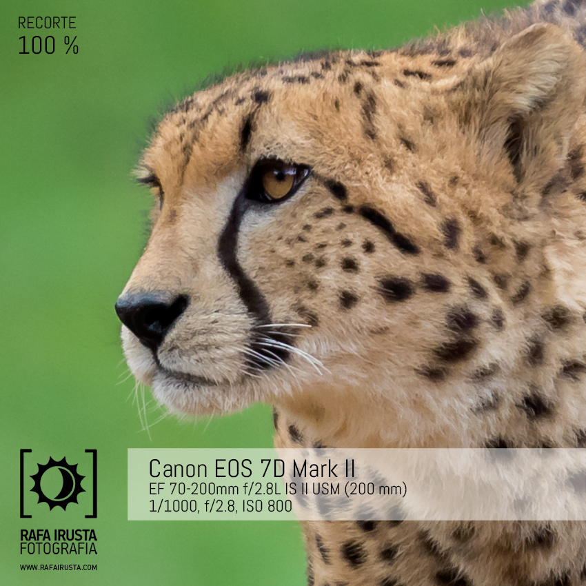 Probando Canon EOS 7D Mark II, recorte al 100 % 1