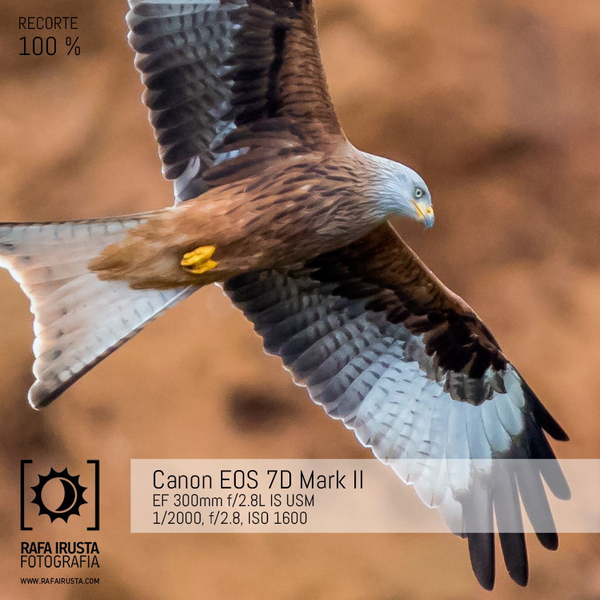 Probando Canon EOS 7D Mark II, recorte al 100 % 2