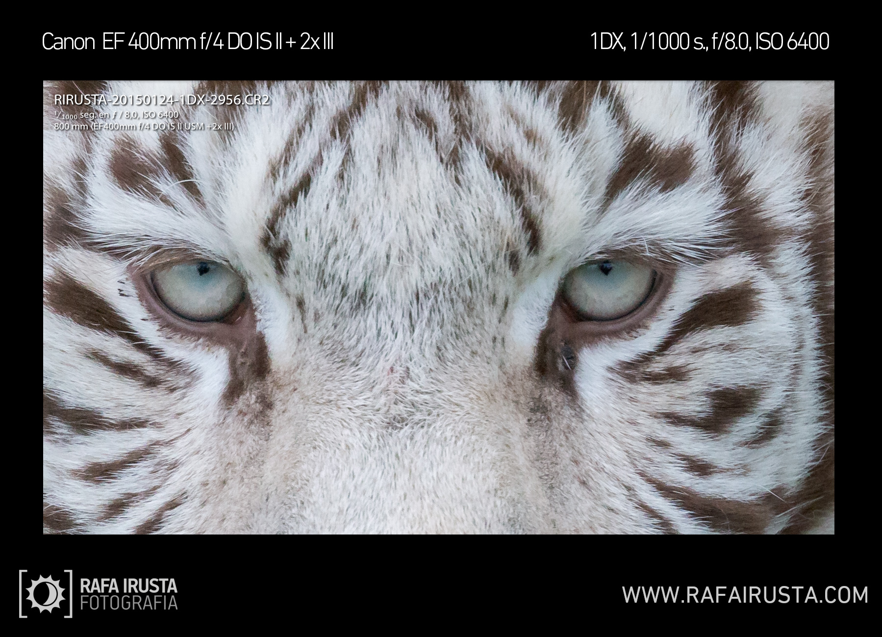 RIRUSTA-20150124-1DX-2956_400+2x-tigre