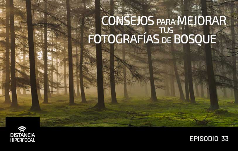 Consejos para mejorar tus fotografías de bosque