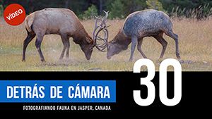 DETRÁS DE CÁMARA [30]: Fotografiando Fauna en Jasper, Canadá