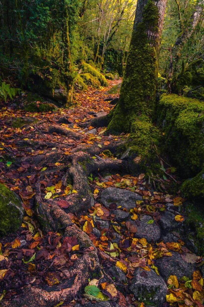 Roger Vivé, foto 06