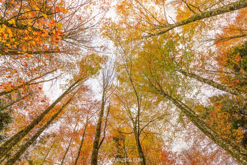 Fotografía de otoño 02-Rafa Irusta