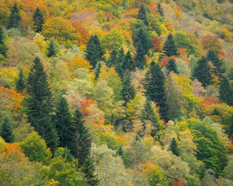 Roger Vivé, foto 07