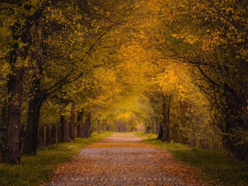 Roger Vivé, foto 08