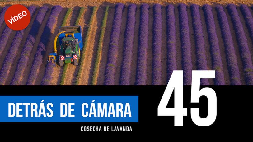 DETRÁS DE CÁMARA [45]: Cosecha de lavanda