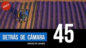 DETRÁS DE CÁMARA [45]: Cosecha de lavanda