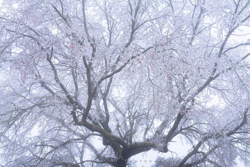 Mejora tus fotografías de invierno con Roger Vivé 6