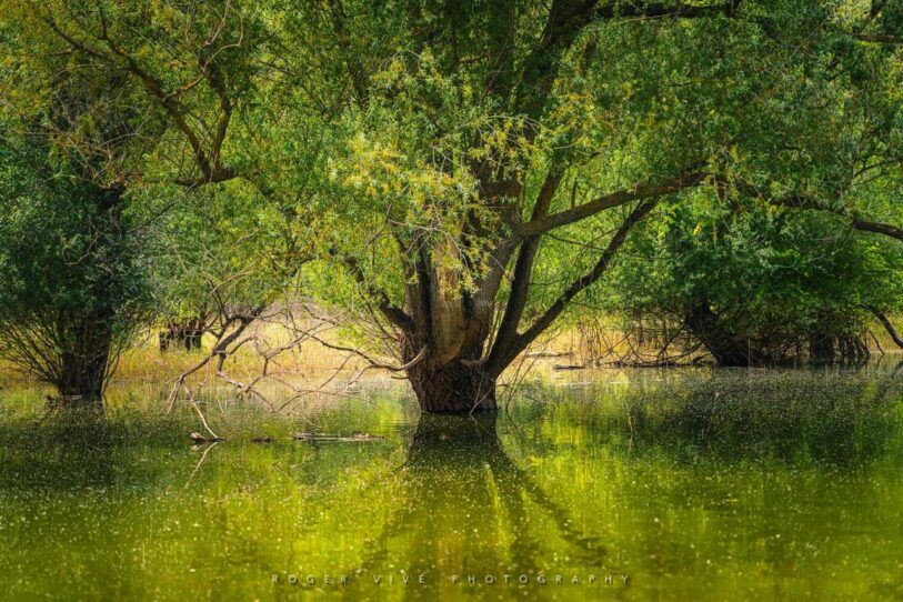 Ejercitando tu creatividad con Roger Vivé 01