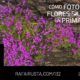 DH 132 Cómo fotografiar flores silvestres en primavera