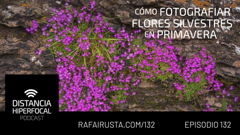 DH 132 Cómo fotografiar flores silvestres en primavera