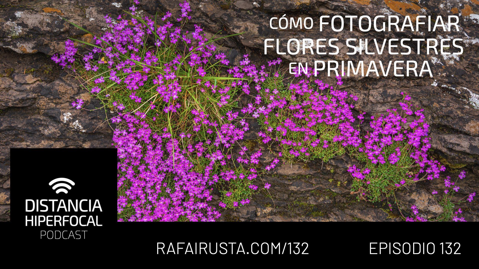 DH 132 Cómo fotografiar flores silvestres en primavera