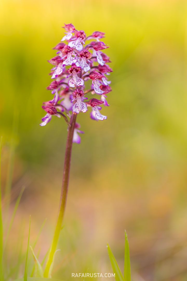 Cómo fotografiar flores silvestres en primavera, Rafa Irusta 02
