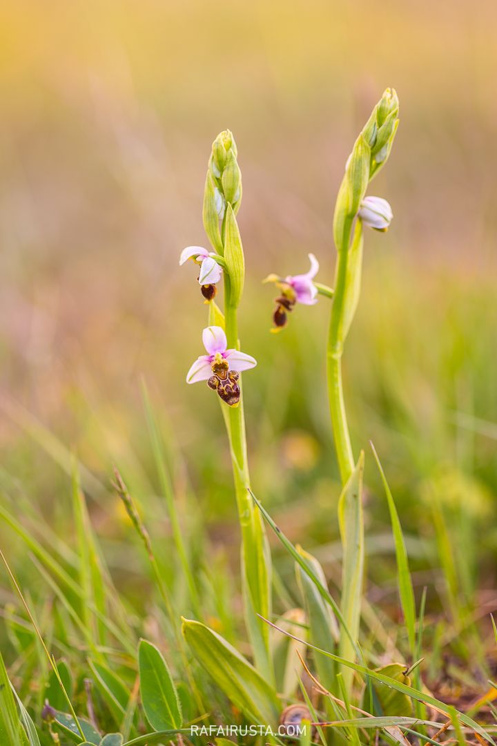 Cómo fotografiar flores silvestres en primavera, Rafa Irusta 04
