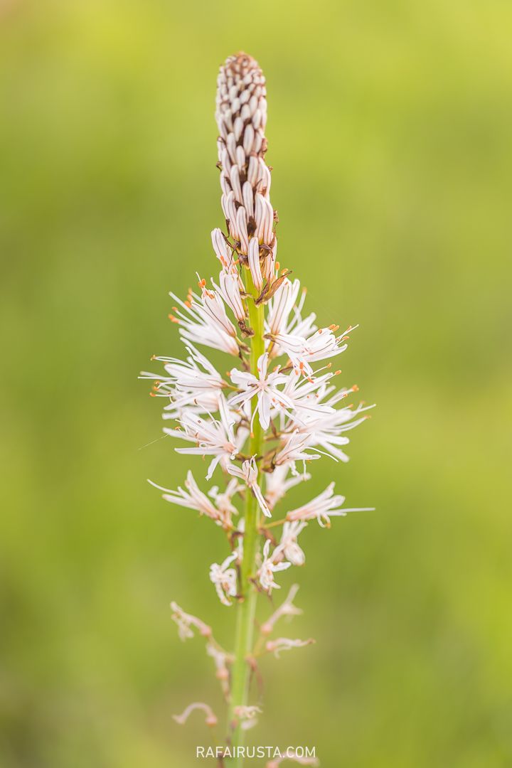 Cómo fotografiar flores silvestres en primavera, Rafa Irusta 05