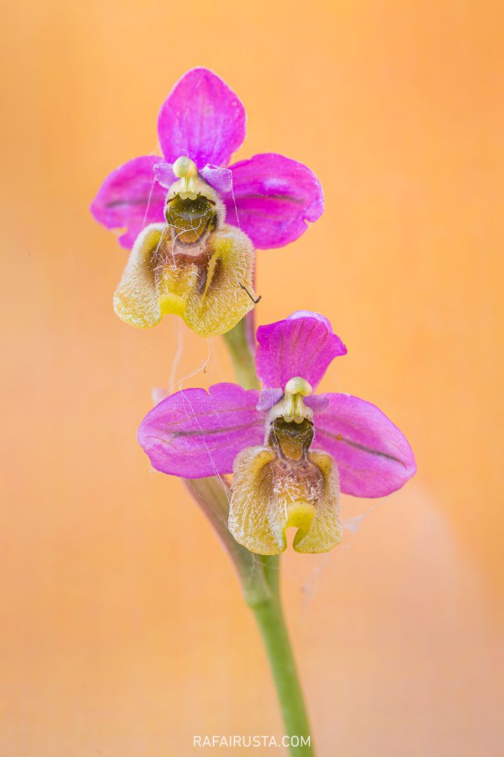 Cómo fotografiar flores silvestres en primavera, Rafa Irusta 06