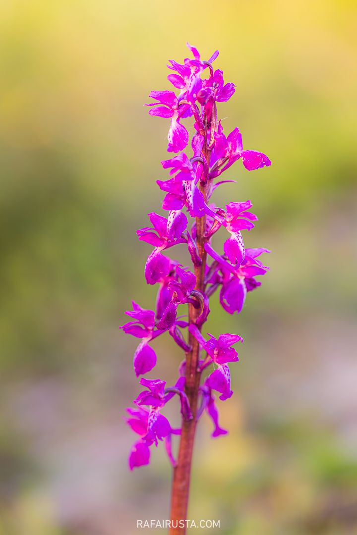 Cómo fotografiar flores silvestres en primavera, Rafa Irusta 07