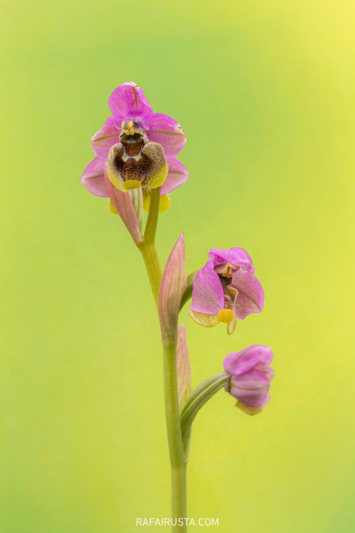 Cómo fotografiar flores silvestres en primavera, Rafa Irusta 08