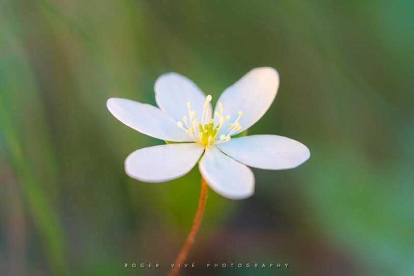 Cómo fotografiar flores silvestres en primavera, Roger Vivé 01