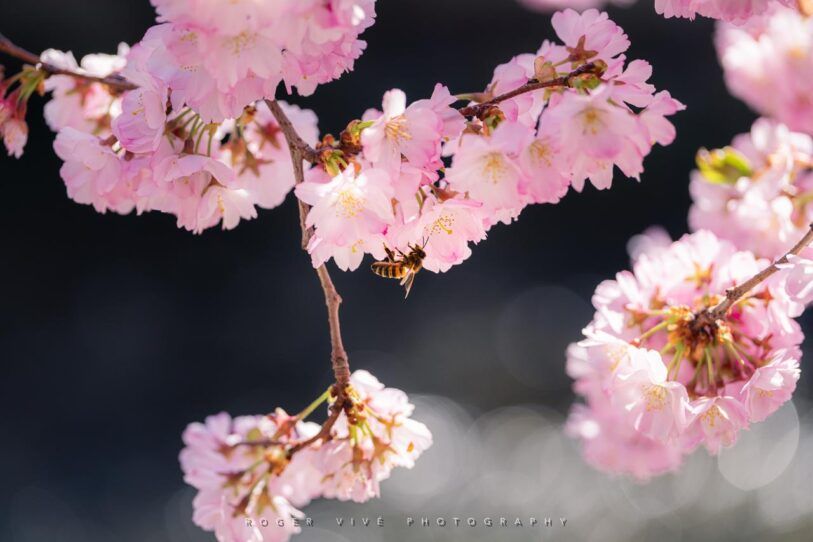 Cómo fotografiar flores silvestres en primavera, Roger Vivé 02