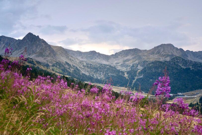 Cómo fotografiar flores silvestres en primavera, Roger Vivé 03