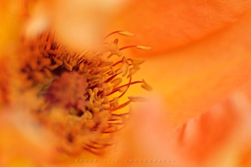 Cómo fotografiar flores silvestres en primavera, Roger Vivé 04
