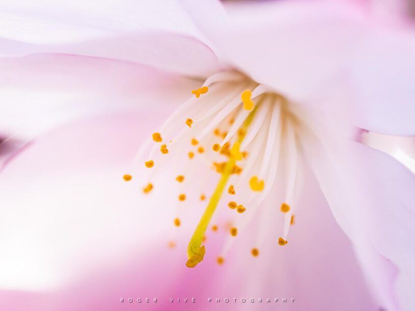 Cómo fotografiar flores silvestres en primavera, Roger Vivé 05