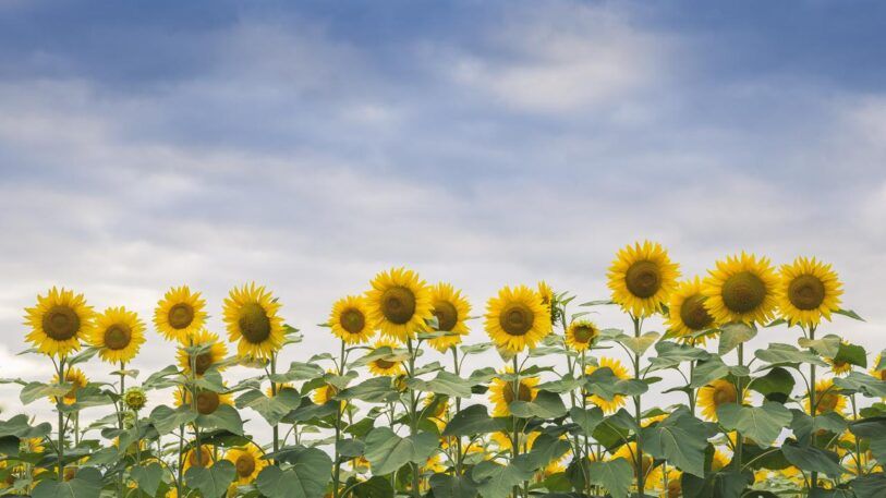 Cómo fotografiar flores silvestres en primavera, Roger Vivé 06