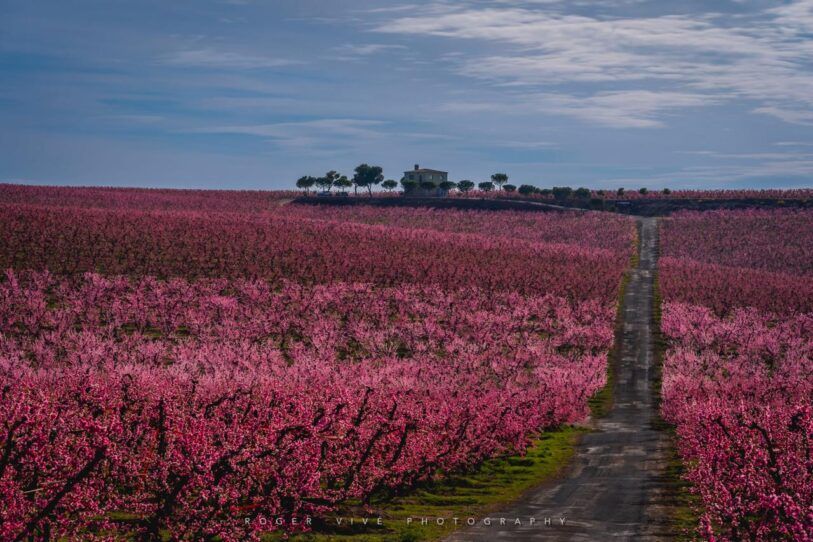 Cómo fotografiar flores silvestres en primavera, Roger Vivé 07