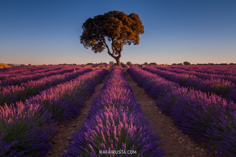 Cómo fotografiar campos de lavanda y girasoles, Rafa Irusta 03