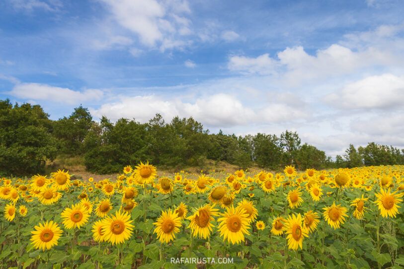 Cómo fotografiar campos de lavanda y girasoles, Rafa Irusta 04