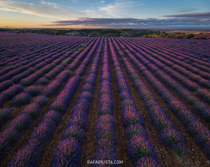 Cómo fotografiar campos de lavanda y girasoles, Rafa Irusta 05