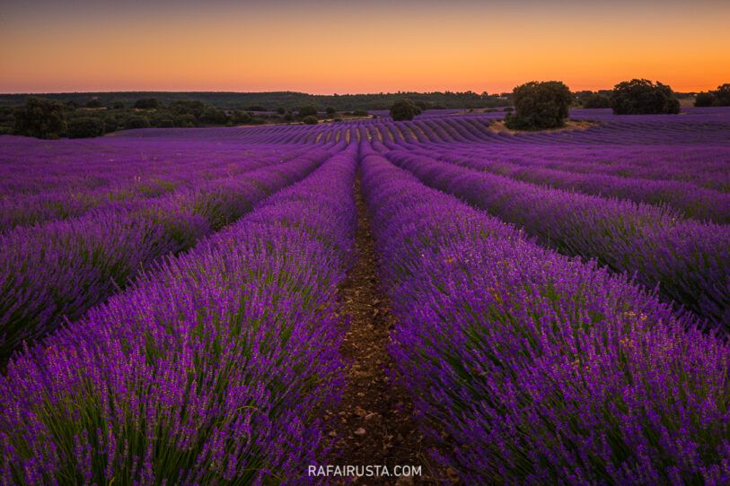 Cómo fotografiar campos de lavanda y girasoles, Rafa Irusta 06