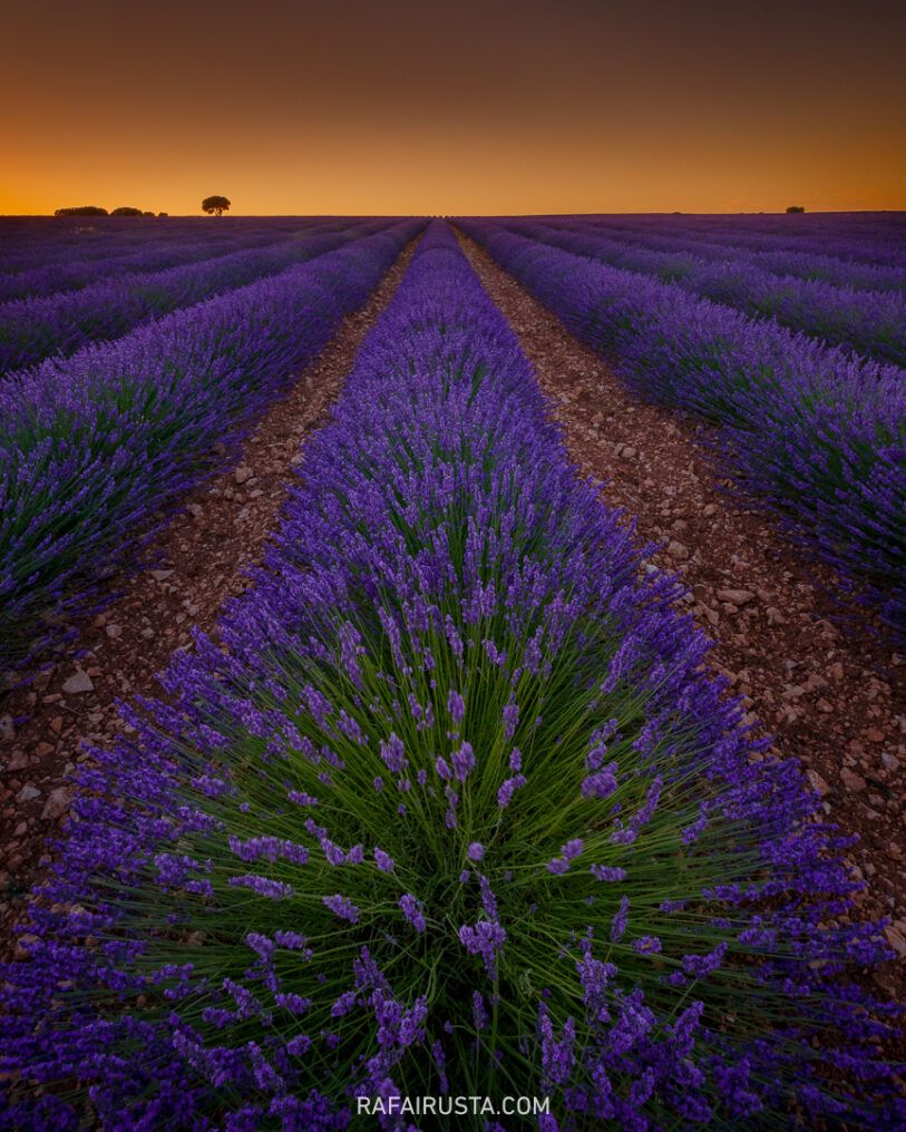 Cómo fotografiar campos de lavanda y girasoles, Rafa Irusta 08