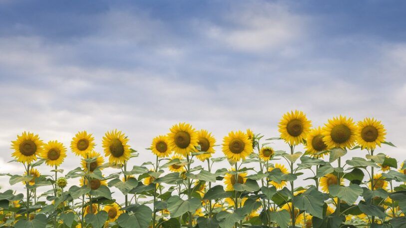 Cómo fotografiar campos de lavanda y girasoles, Roger Vivé 03