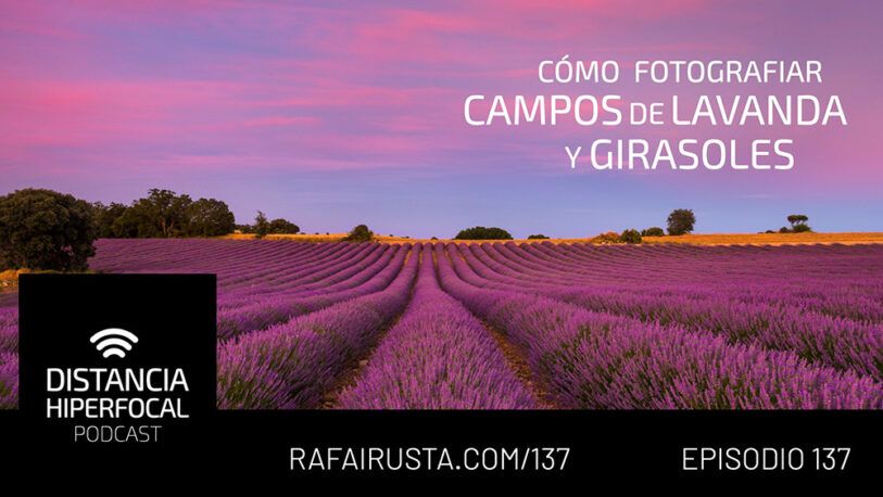 DH 137 Cómo fotografiar campos de lavanda y girasoles DH 137 Cómo fotografiar campos de lavanda y girasoles
