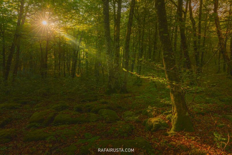 El contraste extremo en bosques y cómo gestionarlo, Rafa Irusta 02