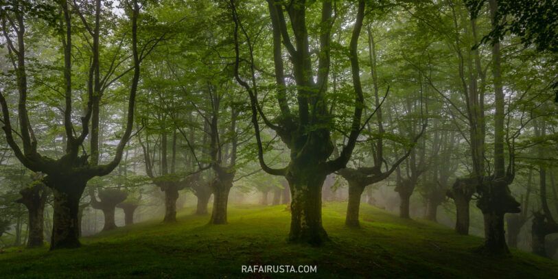 El contraste extremo en bosques y cómo gestionarlo, Rafa Irusta 03
