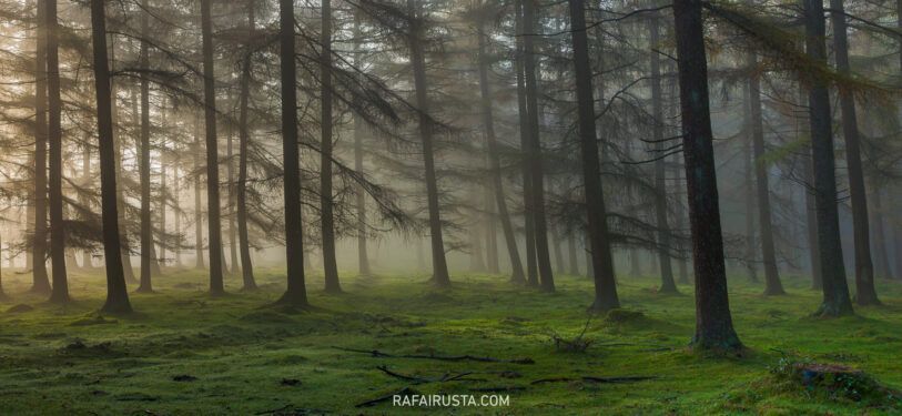 El contraste extremo en bosques y cómo gestionarlo, Rafa Irusta 04