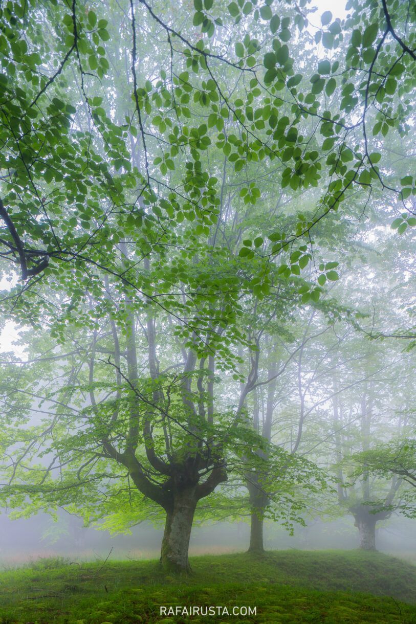 El contraste extremo en bosques y cómo gestionarlo, Rafa Irusta 06