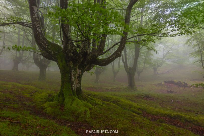El contraste extremo en bosques y cómo gestionarlo, Rafa Irusta 07