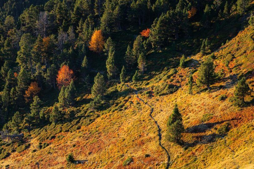 El contraste extremo en bosques y cómo gestionarlo, Roger Vivé 03